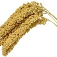 Birds LOVE Spray Millet Non-GMO for Birds Cockatiel Lovebird Parakeet