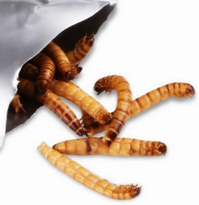 Sequoia Reptile Worms Food Fresh Mealworms Food for Bearded Dragon
