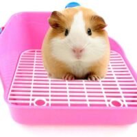 kathson Small Animal Litter Cage Potty Trainer Corner Litter Bedding