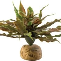 Exo Terra Terrarium Plant
