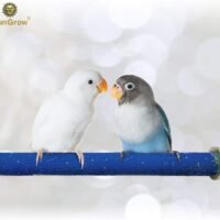 SunGrow Bird Perch Naturally Keeps Pet Bird Nails Trim and Beaks