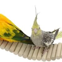 YINGGE Bird Pet Ladders Parrot Climbing Ladder Bridge Wood Chewing