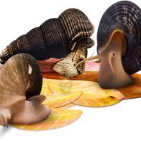 SunGrow Mini Indian Almond Leaves for Snails Provide Shelter and Food