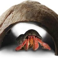 SunGrow Hermit Crab Huts 5x3 Inches Arthropod's Coconut Hide Spacious