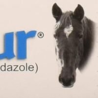 3 Pack PANACUR Dewormer Horse Paste 10 100mg Each