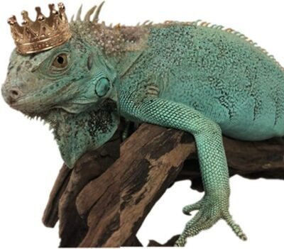 HAICHEN TEC Lizard Crown Necklace Set Reptile Clothes Accessories