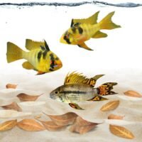 SunGrow Cichlid Mini Catappa Almond Leaves Encourages Breeding Dried