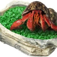 SunGrow Hermit Crab Feeding Bowl 35x3 Inches Keeps Crabitat Clear