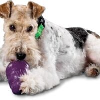 PetSafe Busy Buddy Squirrel Dude Dog Toy Treat Dispensing Dog Toy