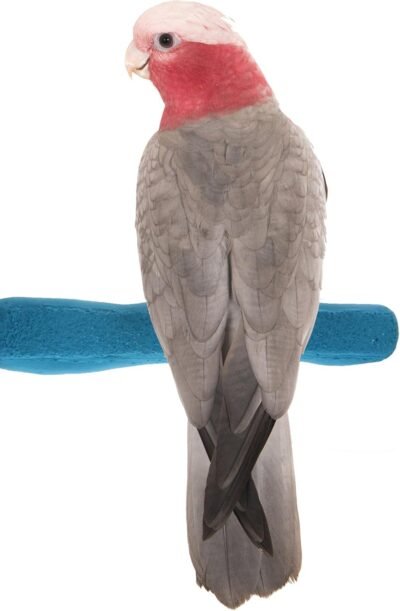 Sweet Feet and Beak Comfort Grip Safety Perch for Bird Cages -