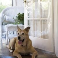 The Door Shield - Pet Scratch Protector