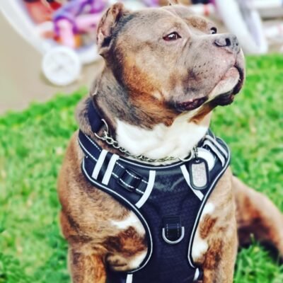 BABYLTRL Big Dog Harness No Pull Adjustable Pet Reflective Oxford
