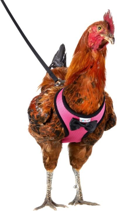 Yesito Chicken Harness Hen Size with 6-Foot Matching Belt Comfortable