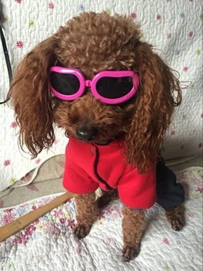 Enjoying Dog Goggles - Small Dog Sunglasses Waterproof Windproof UV