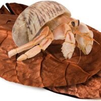 SunGrow Mini Hermit Crab Leaves 2 Inches Long Beneficial Hand-Picked