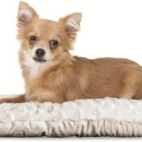 Furhaven Pet Dog Bed Kennel Pad Snuggly Bolster & Tufted Pillow