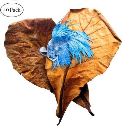 SunGrow Indian Almond Leaves for Betta 9 Inches Long Induce Breeding