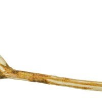 Niteangel Bird Cage Perches Natural Wooden Branches for
