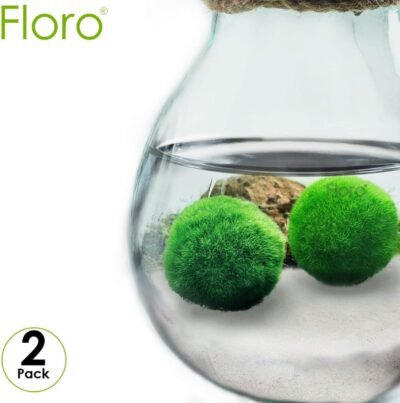 Floro Large Marimo Moss Balls 12-Inches Easy to Grow Aquatic Plants