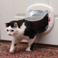 PetSafe Interior and Exterior Cat Door - Microchip RFID Pet Door -