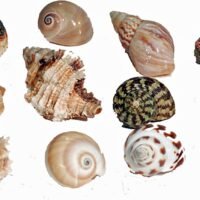 Florida Marine Research SFM34331 12-Pack Hermit Crab Shell Medium