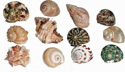 Florida Marine Research SFM34331 12-Pack Hermit Crab Shell Medium