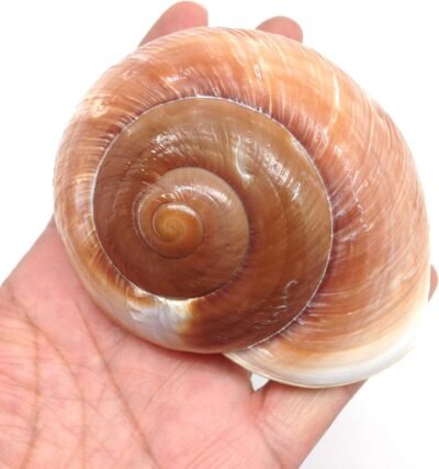 PEPPERLONELY 2 PC Muffin Snail Shells Giant Land Snail Shells for