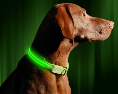 Illumiseen LED Dog Collar - USB Rechargeable - Available in 6 Colors