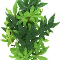 Exo Terra Silk Terrarium Plant Medium Abutilon