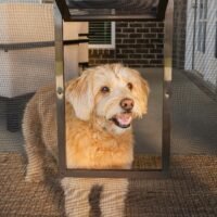 PetSafe Pet Screen Door - Dog and Cat Door for Screen Door Window and